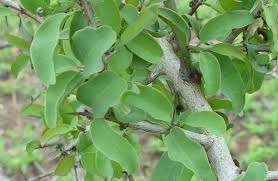 Image result for Ximenia afra