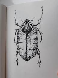 Beetle Pen Sketch Insect Art Bug Art Pen Sketch