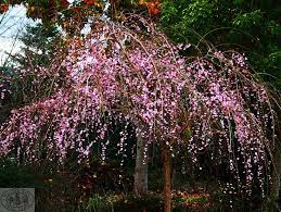 Standard rootstock for asian and flowering pears. Winter Hill Tree Farm Apricot Weeping Prunus Mume Pendula