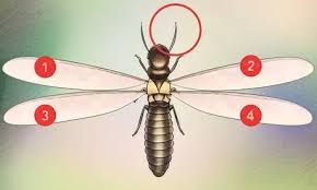 Comment Identifier Un Termite 12 Etapes Avec Images