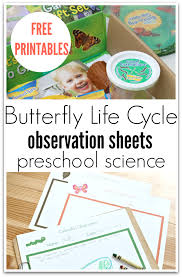 butterfly life cycle observation printables preschool