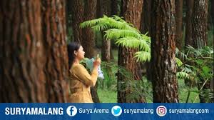 Semeru is a good challenge. Destinasi Alami Hps Bagi Yang Ingin Merasakan Kedamaian Di Hutan Pinus Pelosok Kabupaten Malang Surya Malang