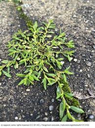Image result for Polygonum aviculare