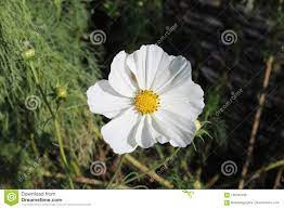 Flor Blanca Del Petalo Con El Centro Amarillo Foto De Archivo Imagen De Tiras Centro 100762440