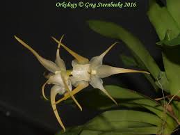 Image result for Aeranthes parkesii