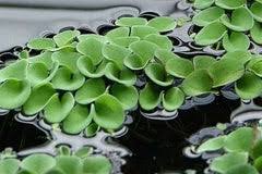 Image result for Salvinia hastata