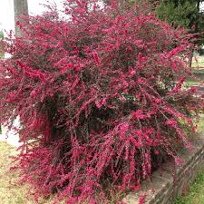 Maybe you would like to learn more about one of these? Photo Of The Entire Plant Of New Zealand Tea Tree Leptospermum Scoparium Ruby Glow Posted By Hamiltonsquare Garden Org
