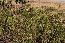 Image result for Microglossa pyrrhopappa