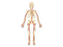 They are the site for exchange of gases, nutrients and waste between circulation and body tissues. Blood Vessels Types Struture Anatomy Functions