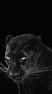 Beautiful Photos Of Beautiful Animals I Love Animal Photography And Wildlife Ph Animals In 2021 Jaguar Wallpaper Wild Animal Wallpaper Black Panther Animal