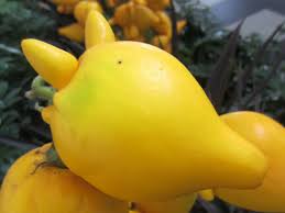 Image result for Solanum mammosum