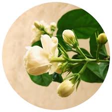 Image result for Jasminum sambac