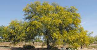 Native to the southwest us. Palo Verde Trees Ready To Turn Desert Golden Arizona Daily Independent