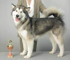 Alaskan malamute welpen mit wunderschönen farben. Alaskan Malamute Vdh Rasselexikon 2021
