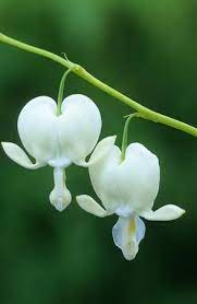 Dicentra Spectablis Alba Bleeding Heart From Sarah Raven Plant Seedlings Bleeding Heart Early Spring Flowers