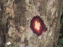 Image result for Maranthes