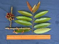 Image result for Xylopia odoratissima