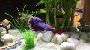 Normally, they would keep their distance from the betta so they can get along quite well. Full Moon Betta Neon Tetra With Guppy Bamboo Tree Fish Aquarium Youtube