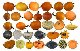 Pin By Do Mi On Collection Pumpkin Fruit Squash