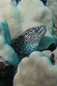 Pin By Linda Hendricks On Les Animaux Ocean Creatures Sea Creatures Sea Animals