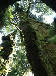 Image result for Ptaeroxylon