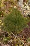 Image result for Cheilanthes quadripinnata