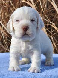 Clumber Spaniel Pictures 5tzgzga0m57 Clumber Spaniel Puppy Baby Animals Puppies