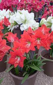 Hippeastrum Amaryllis Amaryllis Plant Amaryllis Flowers Amaryllis