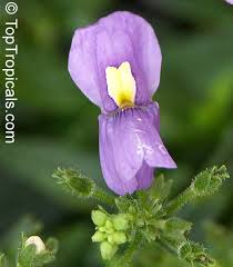 Image result for Nemesia fruticans