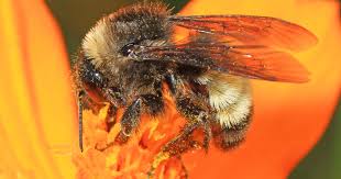 Image result for Bombus alpinus