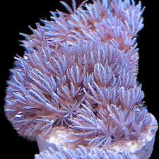 Pom Pom Xenia Ora Aquacultured Alyssa S Seahorse Savvy