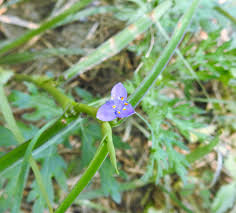 Image result for Cyanotis axillaris