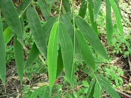 Image result for Oxytenanthera abyssinica