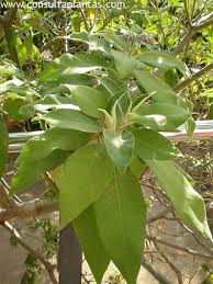 Image result for Solanum giganteum