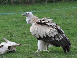 The himalayan vulture or himalayan griffon vulture (gyps himalayensis), is a species of old world vulture in the accipitridae family. Gyps Himalayensis Himalayan Griffon Vulture In Nursery Of Birds Of Prey Sunkar