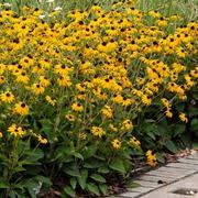 Narcisi autunnali non si tratta dei narcisi grandi e gialli a cui state probabilmente pensando. Perenni Con Fiore In Autunno