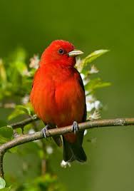 Birds With Yellow Feathers In Michigan A Stevegettle One Of The Most Colorful Bird Of Michigan Birds Beautiful Birds Pretty Birds