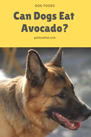 When your pet gets sick you want to do everything you can to care for them and restore their health. Can Dogs Eat Avocado Can Dogs Eat Dog Eating Dog Boarding Near Me