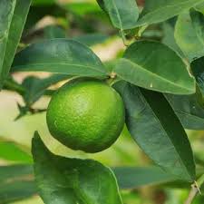 Image result for Citrus × aurantiifolia