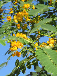 Image result for Tipuana