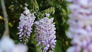 The codes could be reclaimed basically by the gamers and the agenda of exuberant codes will help the gamers to get huge loads of reroll codes. Native Wisteria Is A Better Choice Than The More Common Wisteria Wltx Com