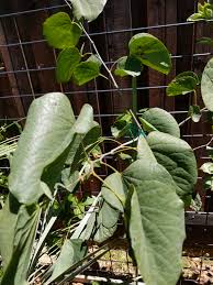 Chemistry, faculty of science and technology, airlangga university, surabaya, indonesia. White Orchid Tree Bauhinia Aculeata Tropical Looking Plants Other Than Palms Palmtalk
