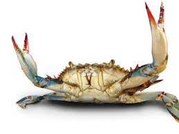 Blue Crab Fisherynation Com Blue Crab Crab Cool Art