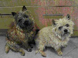 Scottish Terrier Breeds Agility League