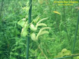 Image result for Aristolochia ringens