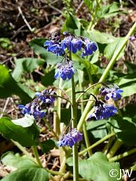 Image result for Rhipidoglossum delepierreanum