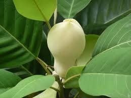 Image result for Magnolia delavayi