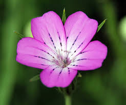 Image result for Stomatostemma