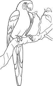 More than 5.000 printable coloring sheets. Lovely Parrot Coloring Page Download U0026 Print Online Coloring Pages For Free Color Nimbus Coloring Pages