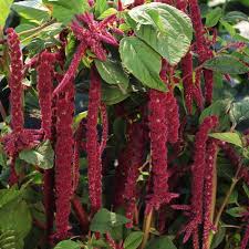 Image result for Amaranthus caudatus